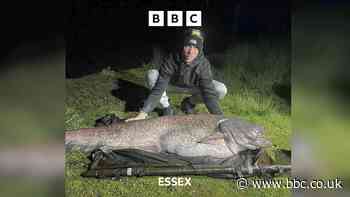 Essex angler lands UK’s biggest catfish