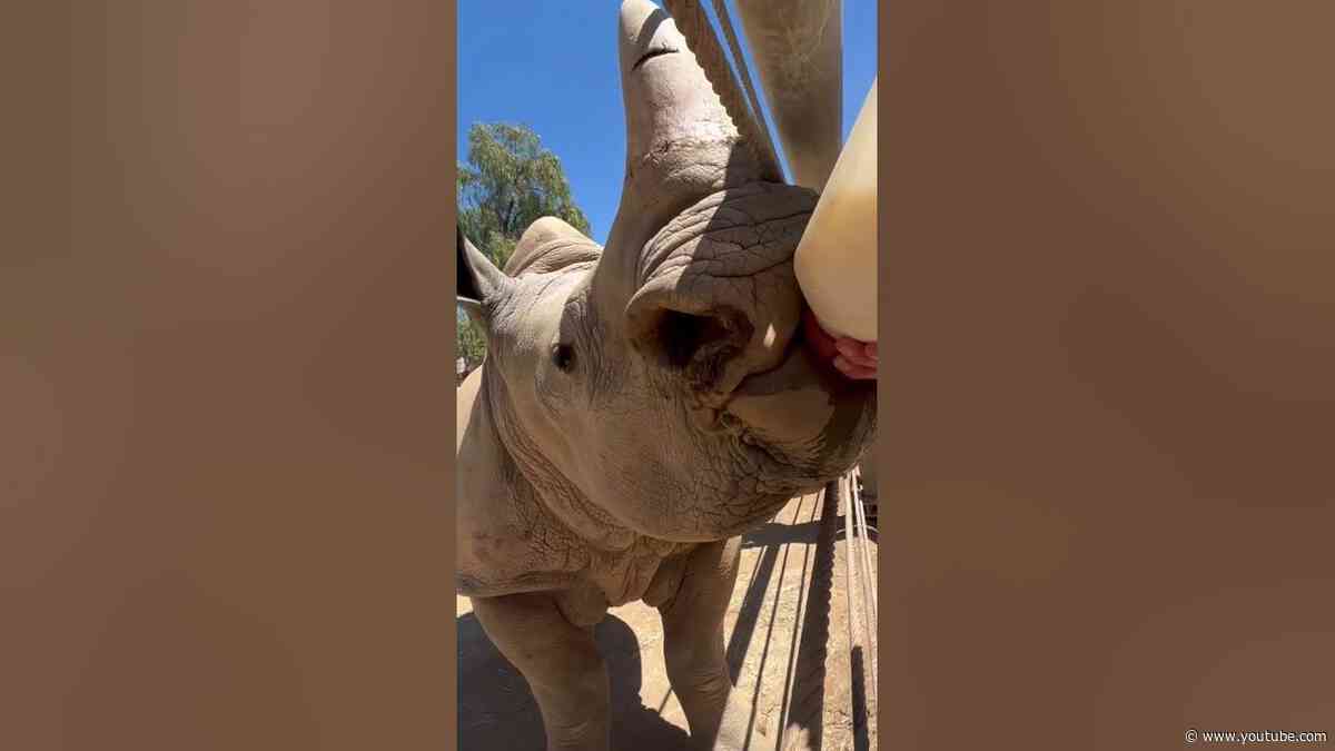 Rhino calf bottle feed 🍼 #shorts