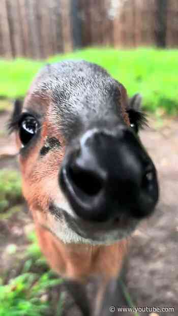 Nugget the Duiker