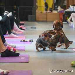 Italiaans gezondheidsministerie verbiedt yoga met puppy's