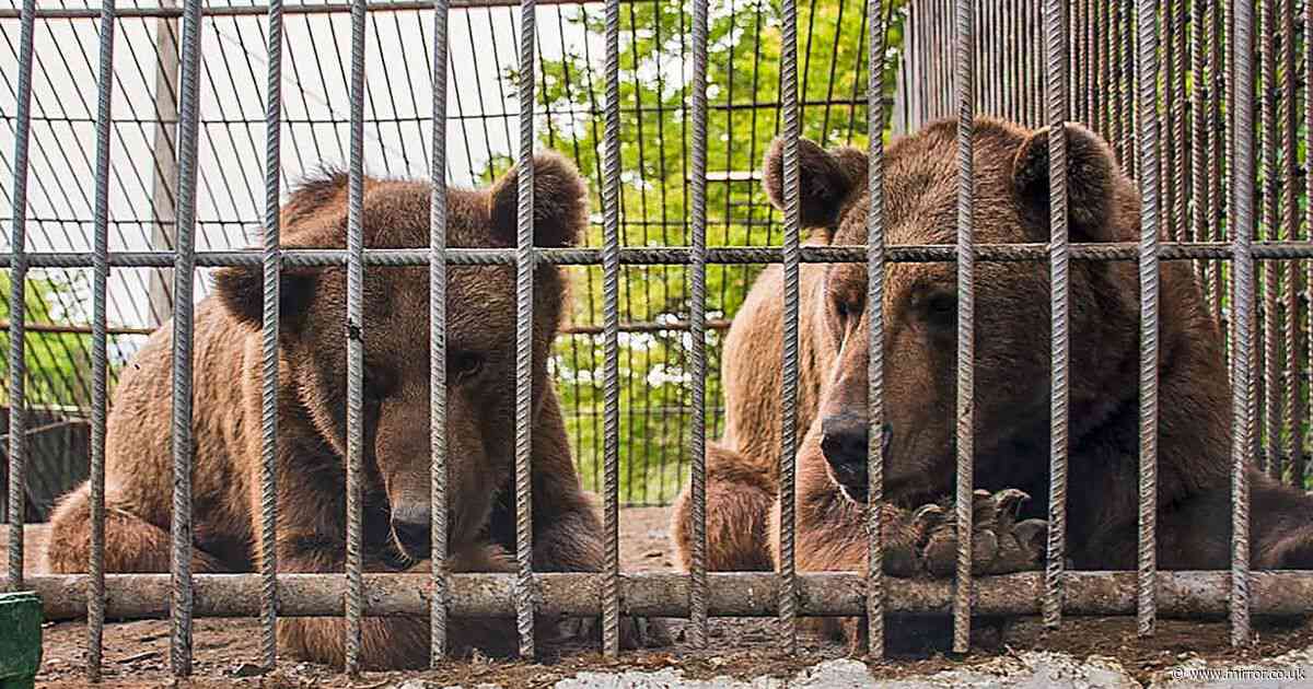 British animal sanctuary launches bid to save two bears trapped in tiny cage outside restaurant