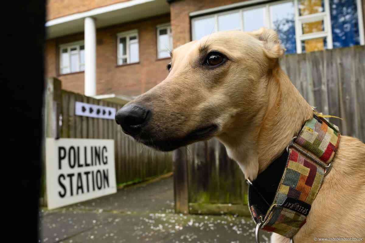 Local elections 2024: The best dogs spotted at polling stations