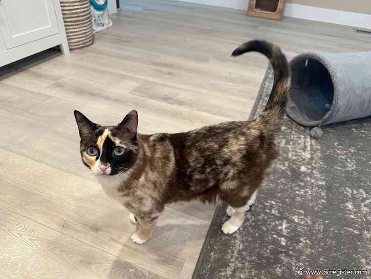 Lost Utah cat found in Amazon box in Riverside area