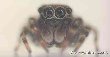 Invasion warning as never-seen-before species of exotic jumping spiders found in UK