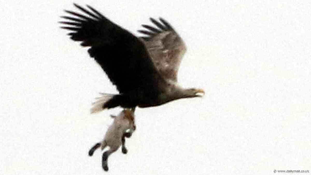 Where eagles scare! £400k to frighten off lamb-eating predators