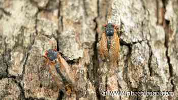 When will cicadas really emerge in Chicago area? When to expect them to peak