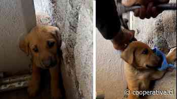 "¿Cómo te metiste ahí?": Rescate de perrito atrapado en una pared enterneció a redes sociales