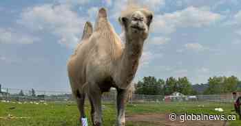 Edmonton Valley Zoo euthanizes beloved Bactrian camel Tuyaa