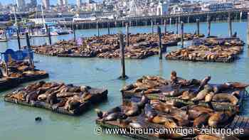 Masseninvasion in San Francisco: 1000 Seelöwen stürmen Hafen