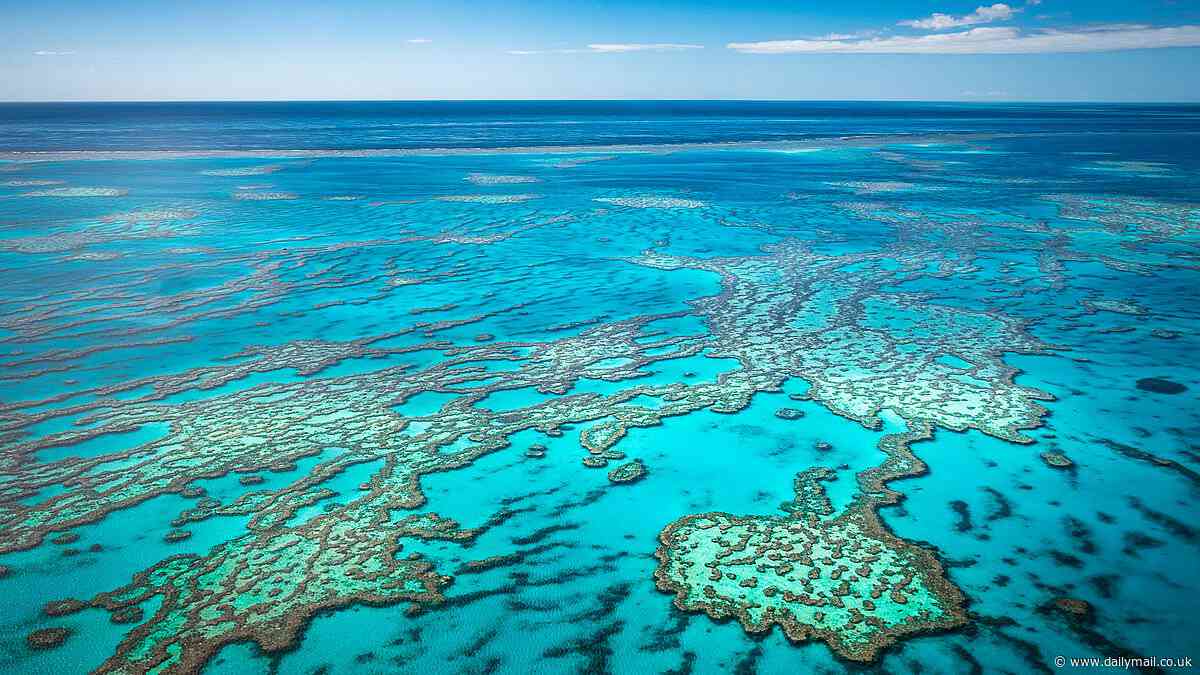 Tragedy as tourist dies on a snorkelling trip to the Great Barrier Reef