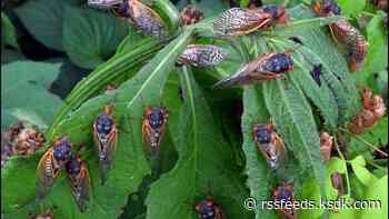 See cicadas? Use this app to report them
