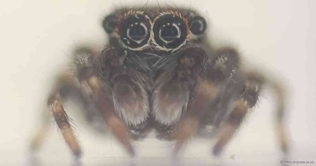 Never-before-seen jumping spiders found in UK, sparking invasion fears