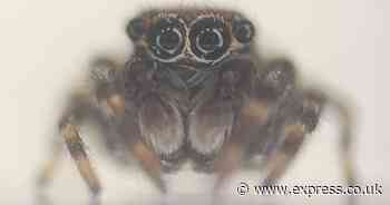 Never-before-seen jumping spiders found in UK, sparking invasion fears