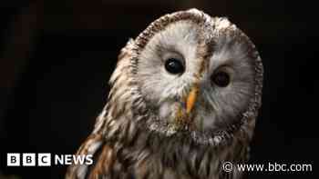 Protected owl dies after being shot in woods