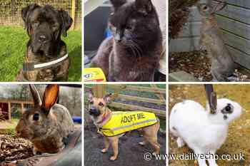 These eight Stubbington Ark pets are looking for a forever home