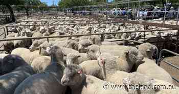Restockers push up NSW trade lamb prices