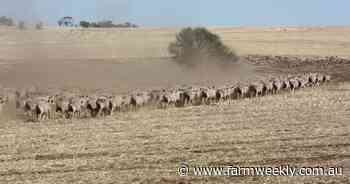 DPIRD releases analysis on sheep flock