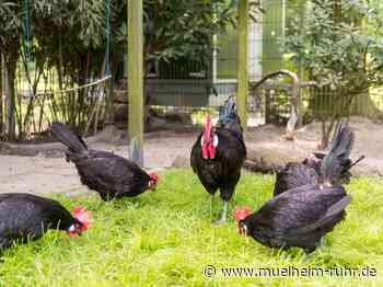Neuer Hühnerstall im Arche-Park am Witthausbusch