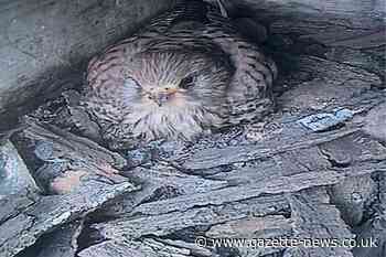 Walton Naze Tower sees Kestrel lay eggs in nest at site
