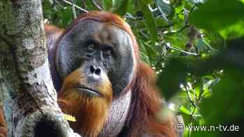 Wunde mit Lianenblättern geheilt: Orang-Utan verarztet sich mit Heilpflanze