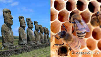 Rapa Nui se convirtió en el primer área mundial libre de enfermedades apícolas