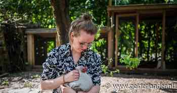 Lotte liet de eieren van haar kippen testen en schrok zich rot: ‘Zijn we onszelf allemaal aan het vergiftigen?’