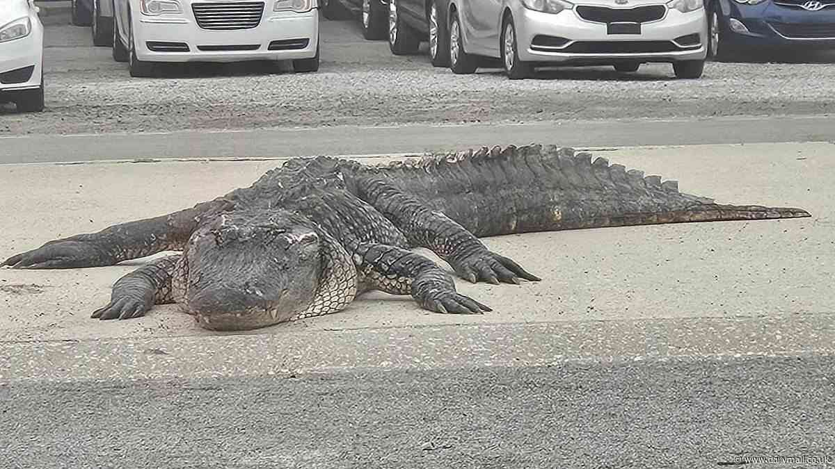 MASSIVE dead alligator left in the middle of Louisiana road causes cars to crash and sends one van heading into the nearby bayou
