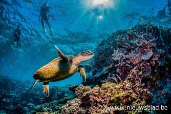 Nederlandse toeriste (51) komt om tijdens snorkelen in Great Barrier Reef