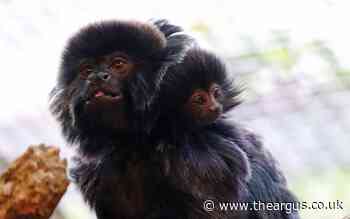 Drusillas Zoo in Sussex welcomes Goeldi's monkey baby