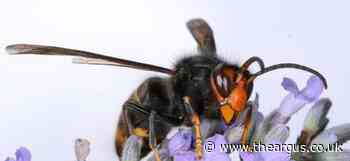 The Asian hornet, a "significant threat to honey bees", i