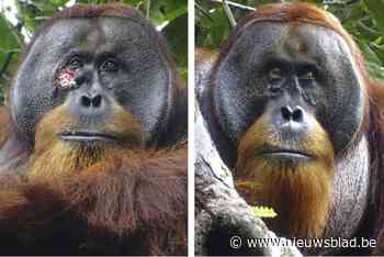 Orang-oetan behandelt als eerste dier ooit zijn wonde met geneeskrachtige plant