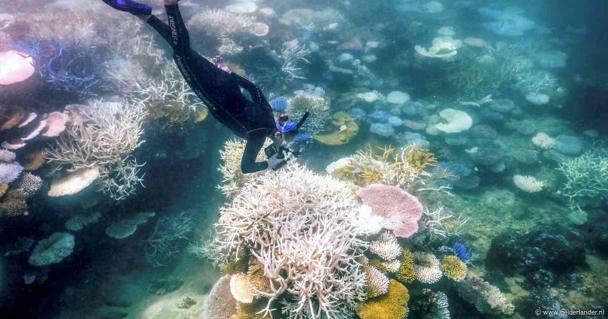 Snorkeldrama in Australië: Nederlandse (51) overlijdt bij wereldberoemd koraalrif
