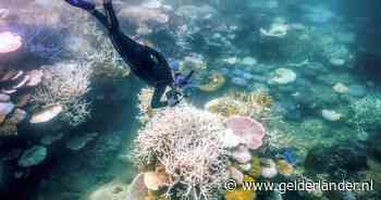 Snorkeldrama in Australië: Nederlandse (51) overlijdt bij wereldberoemd koraalrif