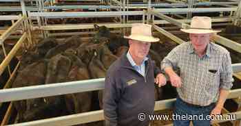 Recent rain boosts confidence at Tamworth store cattle sale