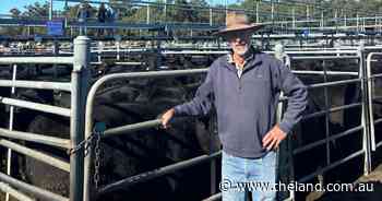 Steers dominate Bega's 1600 head store cattle sale yarding