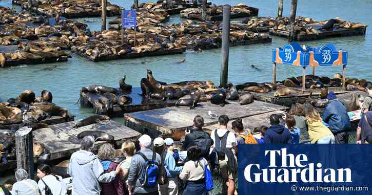 Pier pressure: more than 1,000 sea lions assemble at San Francisco dockside