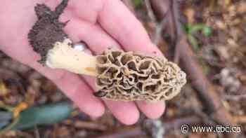 Watch as CBC's Mike Evans takes Windsor Morning host Amy Dodge on a hunt for Morel Mushrooms