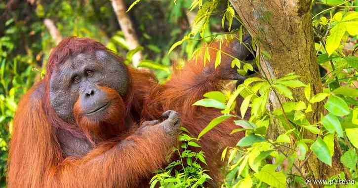 Orangutan treats its wound with herbal medicine