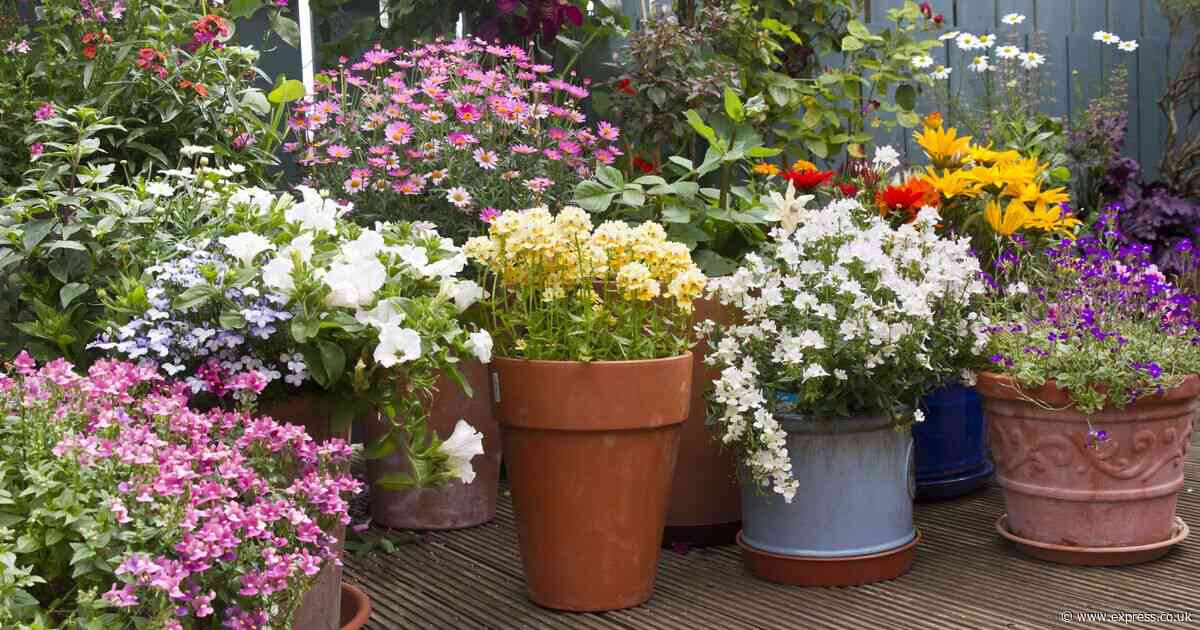 Gardening fans go crazy as plants are slashed to 50p in major supermarket
