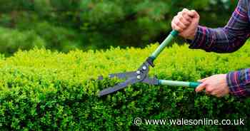 Gardeners warned they could face fines for cutting hedges in spring