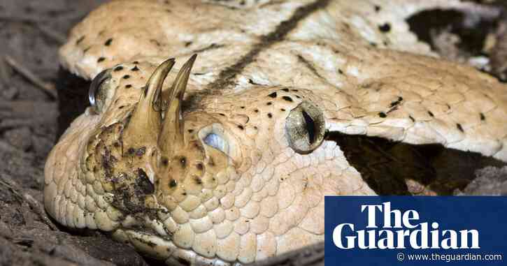 Venomous snakes likely to migrate en masse amid global heating, says study