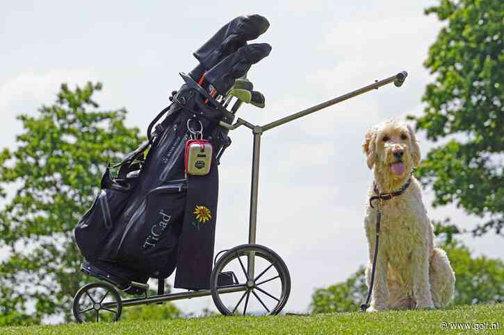 Sweetspot: Honden op de golfbaan, als het op The Old Course mag... 