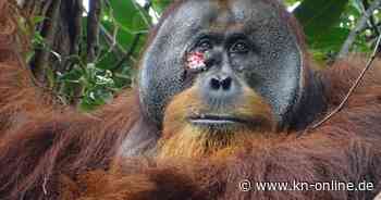 Sumatra: Orang-Utan heilt Wunde selbst mit einer Pflanze