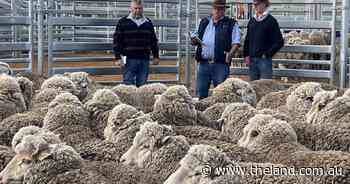 94th Berridale annual Merino ewe competition