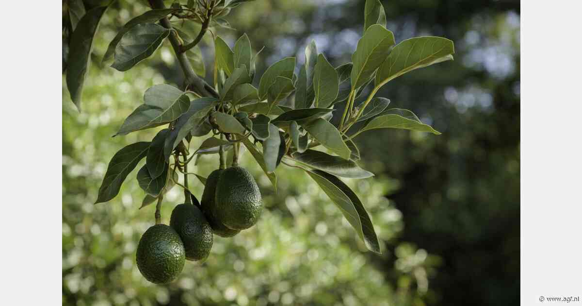 Westfalia Fruit brengt Keniaanse avocado's op Indiase markt