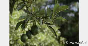 Westfalia Fruit brengt Keniaanse avocado's op Indiase markt