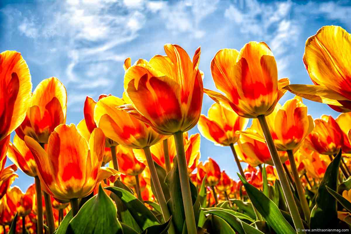 Celebrate Spring With Terrific Tulips