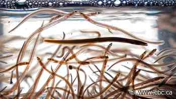 DFO claims elver enforcement has resulted in 'significant deterrence' of black market fishery
