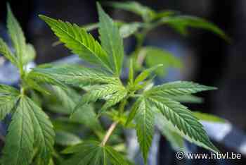 Huurder van loods in Oudsbergen riskeert 30 maanden cel voor cannabisplantage