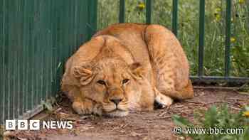 Sanctuary races to rescue five lions from Ukraine